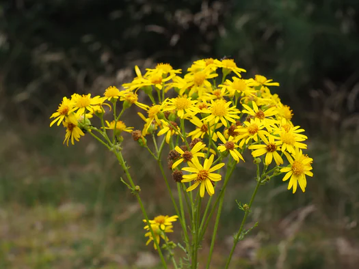 Dodendraad in Hamelt Achel (Belgium)